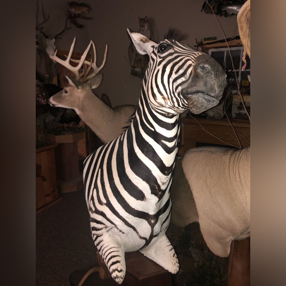 Zebra - Picture 3 of 11